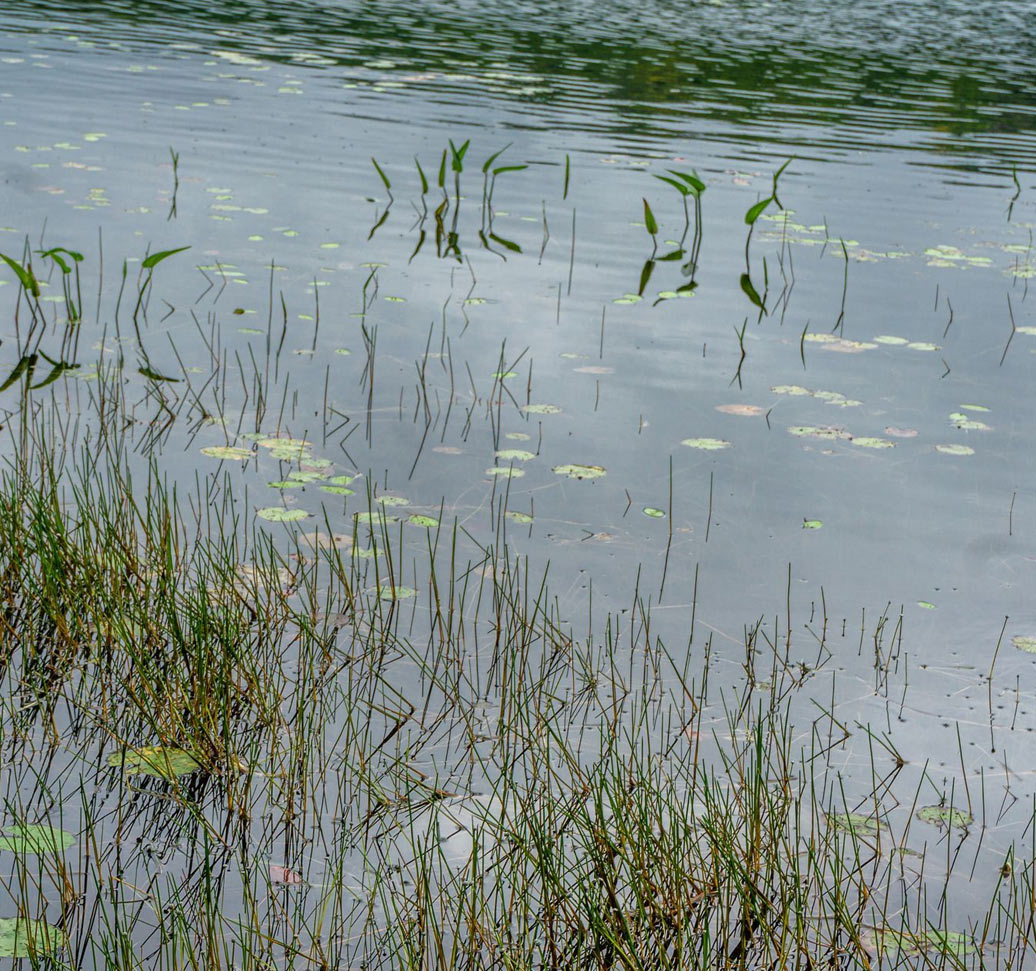 Bognor Marsh Management Area